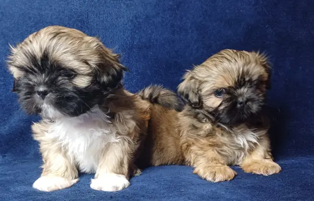 Shih Tzu cudne maluszki tricolor 2