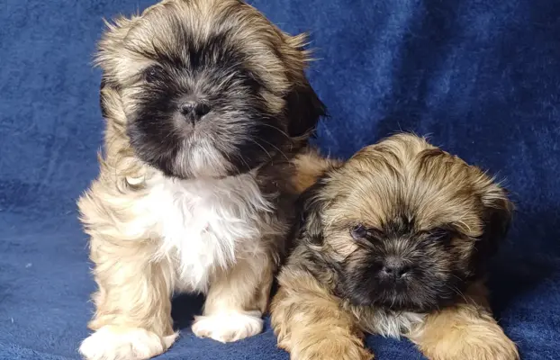 Shih Tzu cudne maluszki tricolor 3