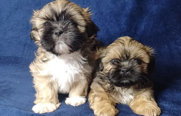 Shih Tzu cudne maluszki tricolor 4