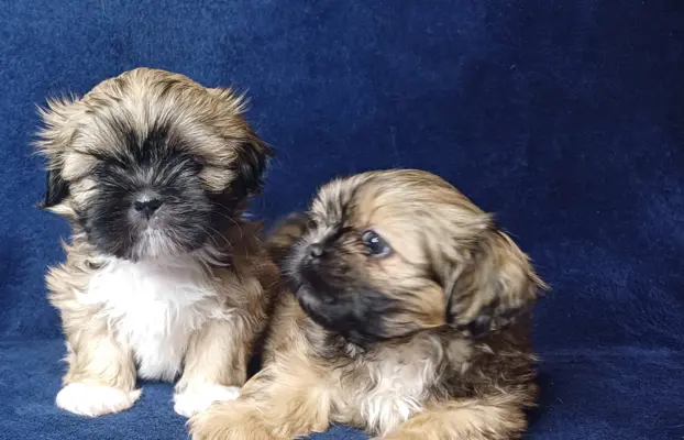 Shih Tzu cudne maluszki tricolor 5