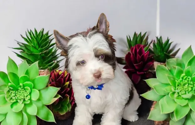 Piesek Biro Yorkshire Terrier 4