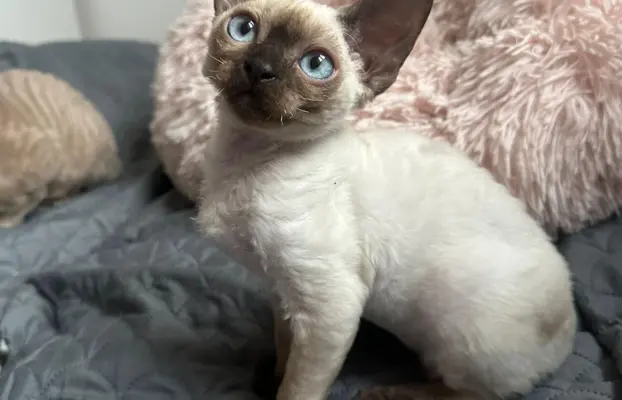 Kocurek Devon Rex 2