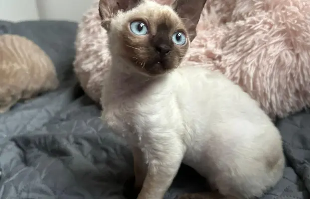 Kocurek Devon Rex 3