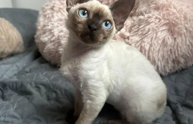 Kocurek Devon Rex 4