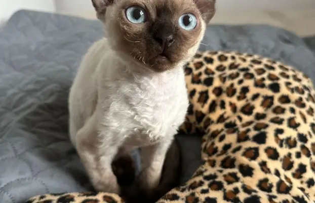 Kocurek Devon Rex 1