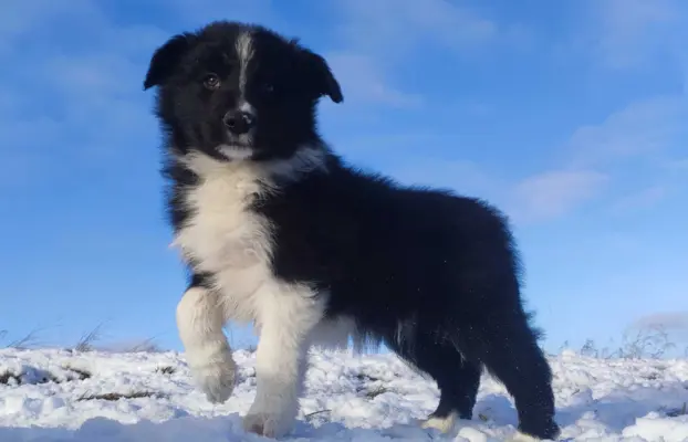 Piękne rasowe szczenię Border Collie pełna dok. hodowli 1