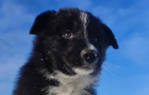 Piękne rasowe szczenię Border Collie pełna dok. hodowli 2