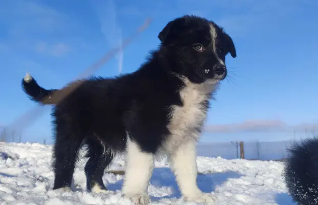 Piękne rasowe szczenię Border Collie pełna dok. hodowli 3