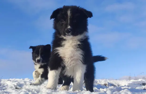 Piękne rasowe szczenię Border Collie pełna dok. hodowli 4