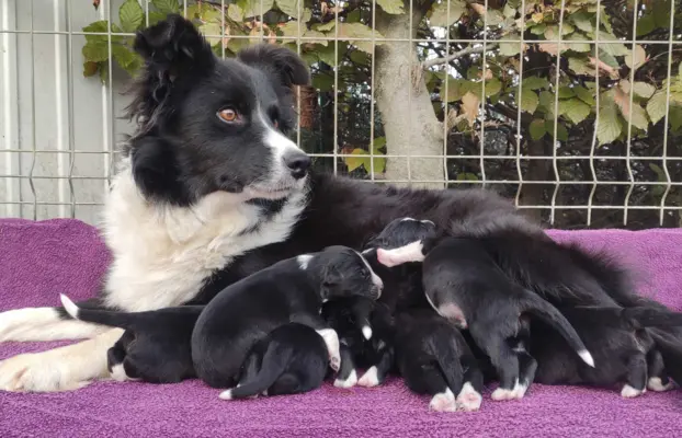 Piękne rasowe szczenię Border Collie pełna dok. hodowli 5