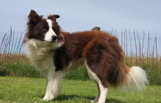 Piękne rasowe szczenię Border Collie pełna dok. hodowli 6