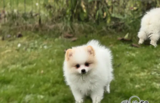 Pomeranian, ostatni piesek,  gotowy do nowego domku. 1