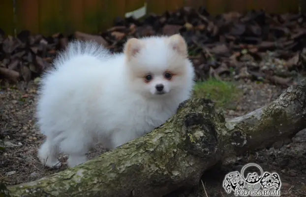 Pomeranian, ostatni piesek,  gotowy do nowego domku. 2