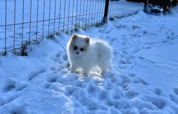 Pomeranian, ostatni piesek,  gotowy do nowego domku. 4