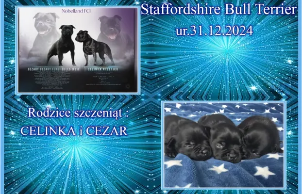 Staffordshire Bull Terrier 1