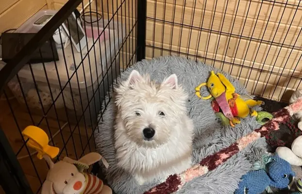 Piękne suczki West highland white terrier 2