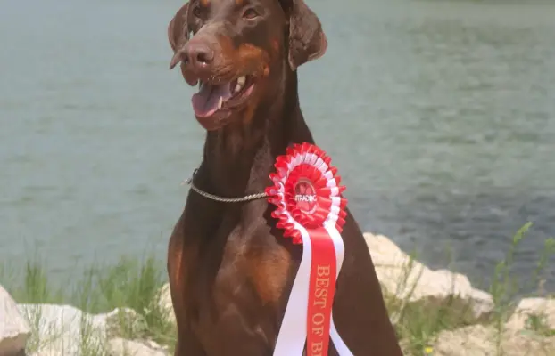 Doberman Szczenięta już są - wyjątkowe skojarzenie ZKWP/FCI 4