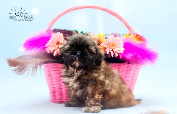 Shih tzu 3