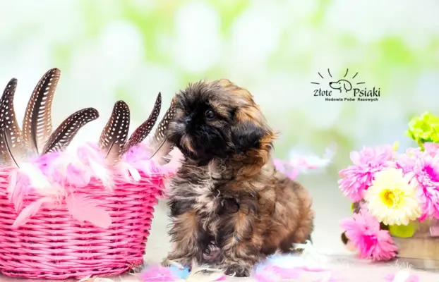 Shih tzu 4