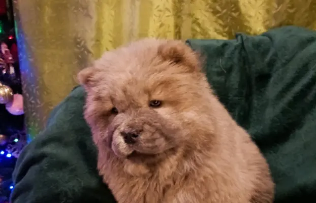 Wzorcowy Chow Chow piękny exterier 7