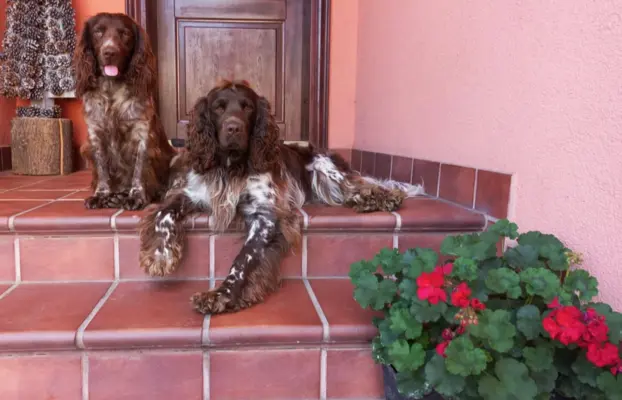 Polski Spaniel Myśliwski szczenięta 4