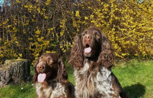 Polski Spaniel Myśliwski szczenięta 5