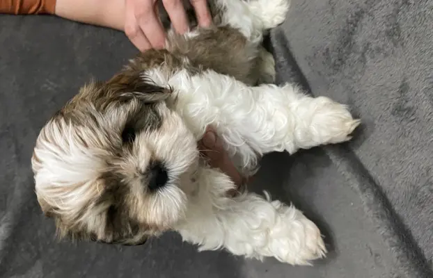 shih tzu szuka domu 1