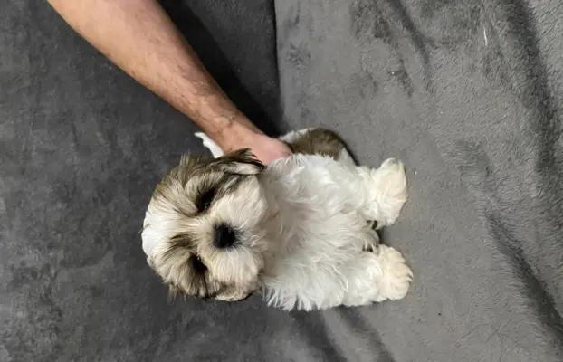 shih tzu szuka domu 2