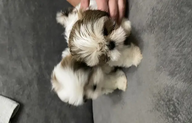 shih tzu szuka domu 3