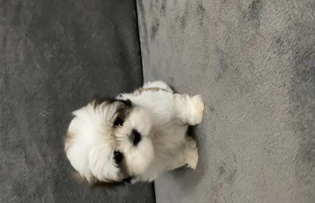 shih tzu szuka domu 4