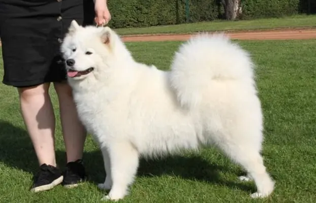 Samoyed - szczenięta FCI ZKWP 7