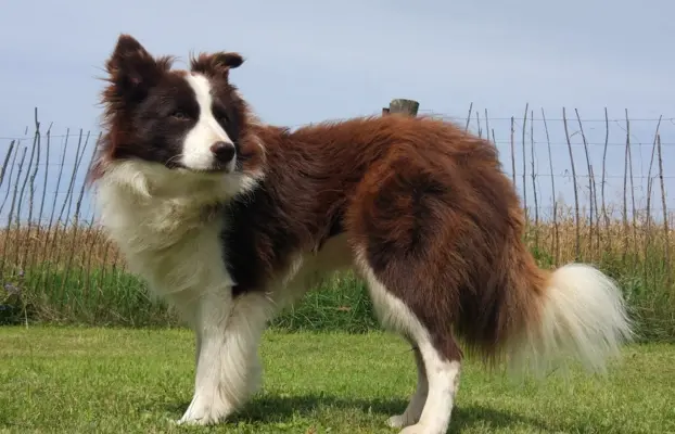 Piękny rasowy pies Border Collie z Hodowli, pełna dok. 5