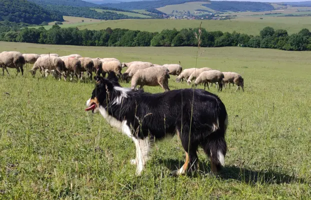 Piękny rasowy pies Border Collie z Hodowli, pełna dok. 7