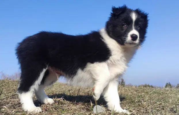 Piękny rasowy pies Border Collie z Hodowli, pełna dok. 2