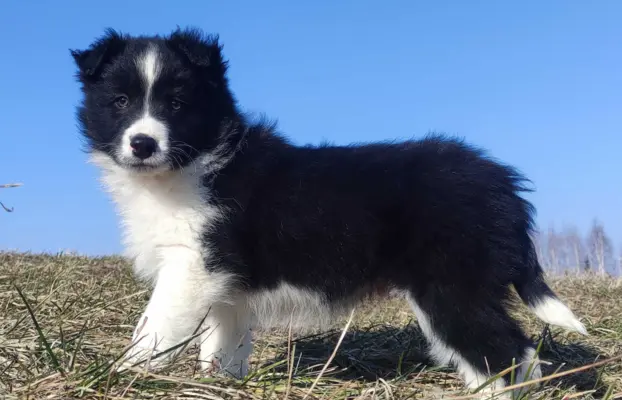 Piękny rasowy pies Border Collie z Hodowli, pełna dok. 3