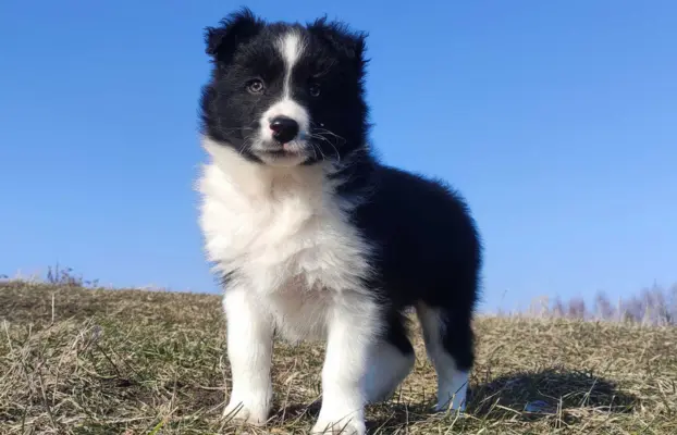 Piękny rasowy pies Border Collie z Hodowli, pełna dok. 1