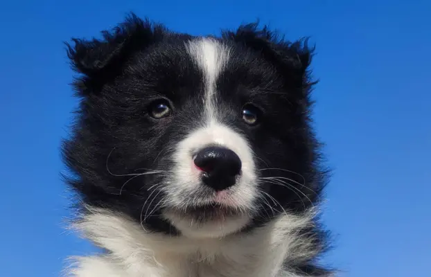 Piękny rasowy pies Border Collie z Hodowli, pełna dok. 4