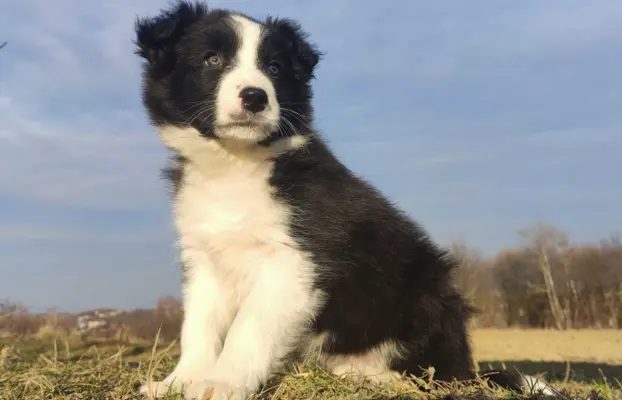 Piękna Suczka Border Collie - Szczeniak z hodowli z pełną do 3