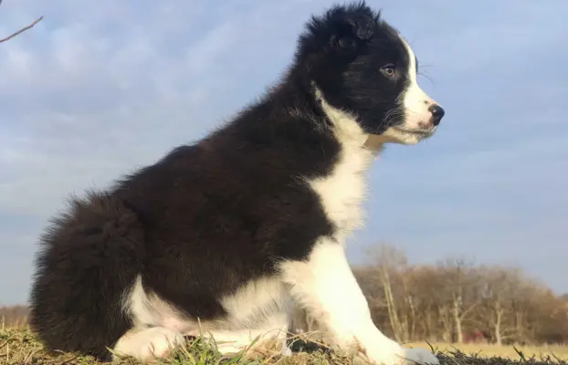 Piękna Suczka Border Collie - Szczeniak z hodowli z pełną do 2