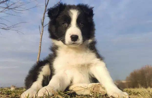 Piękna Suczka Border Collie - Szczeniak z hodowli z pełną do 1