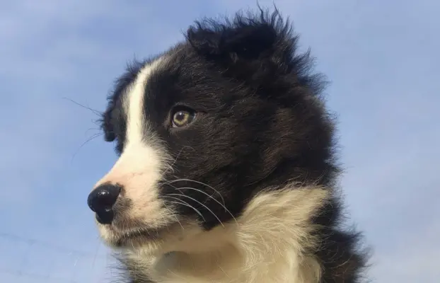 Piękna Suczka Border Collie - Szczeniak z hodowli z pełną do 4