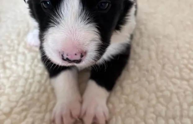 Border Collie śliczny samiec czarno-biały/Przebadani rodzice 1