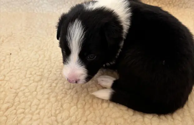 Border Collie śliczny samiec czarno-biały/Przebadani rodzice 2