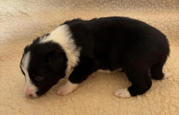 Border Collie śliczny samiec czarno-biały/Przebadani rodzice 4