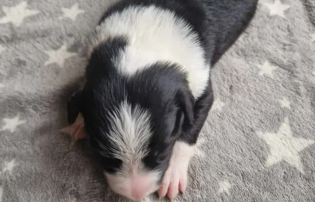 Border Collie śliczny samiec czarno-biały/Przebadani rodzice 5