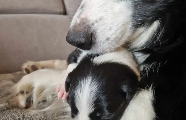 Border Collie śliczny samiec czarno-biały/Przebadani rodzice 7