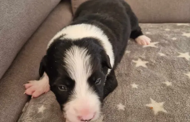 Border Collie śliczny samiec czarno-biały/Przebadani rodzice 9