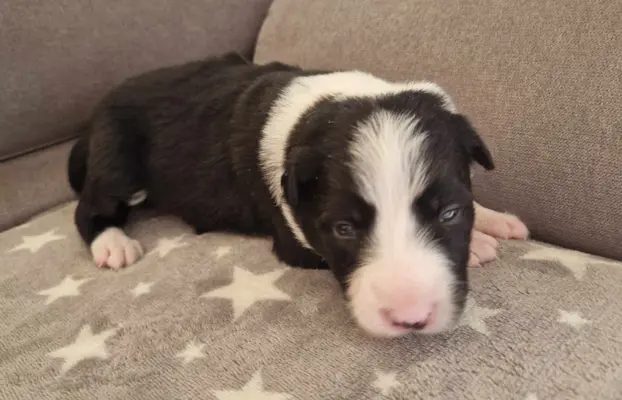 Border Collie śliczny samiec czarno-biały/Przebadani rodzice 10