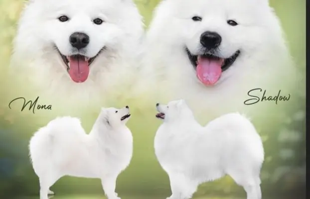 Samoyed szczeniaki ZKwP/FCI po Championie 2