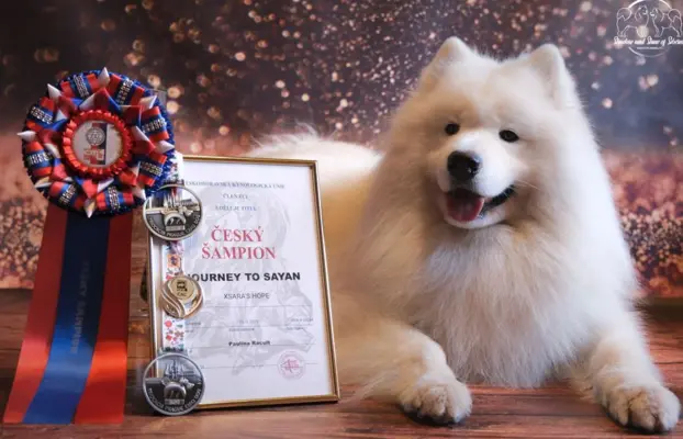 Samoyed szczeniaki ZKwP/FCI po Championie 3